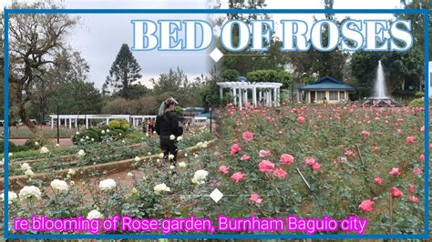 baguio scandal burnham park|Burnham Park Rose Garden Fountains .